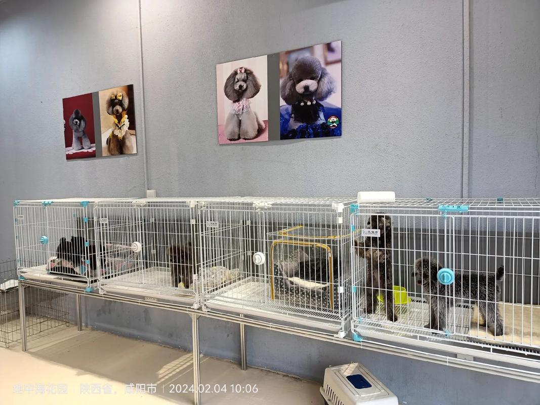 思思寵物生活館盛大開業(yè)——咸陽新狗市寵物用品新地標(biāo)