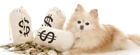 當(dāng)寵物用品遇上跨境電商 藍海市場的機遇與挑戰(zhàn)